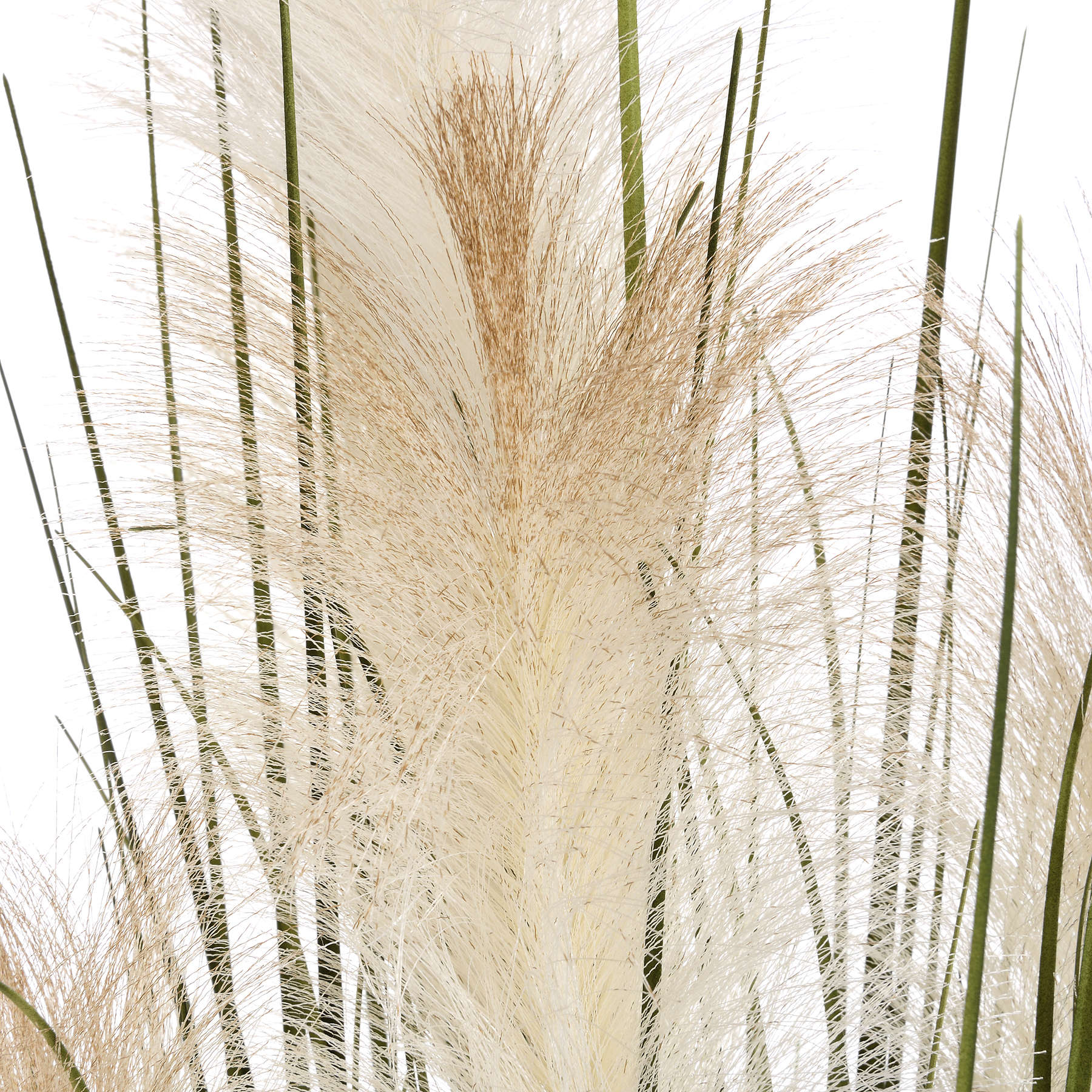 Pampas Grass Bush