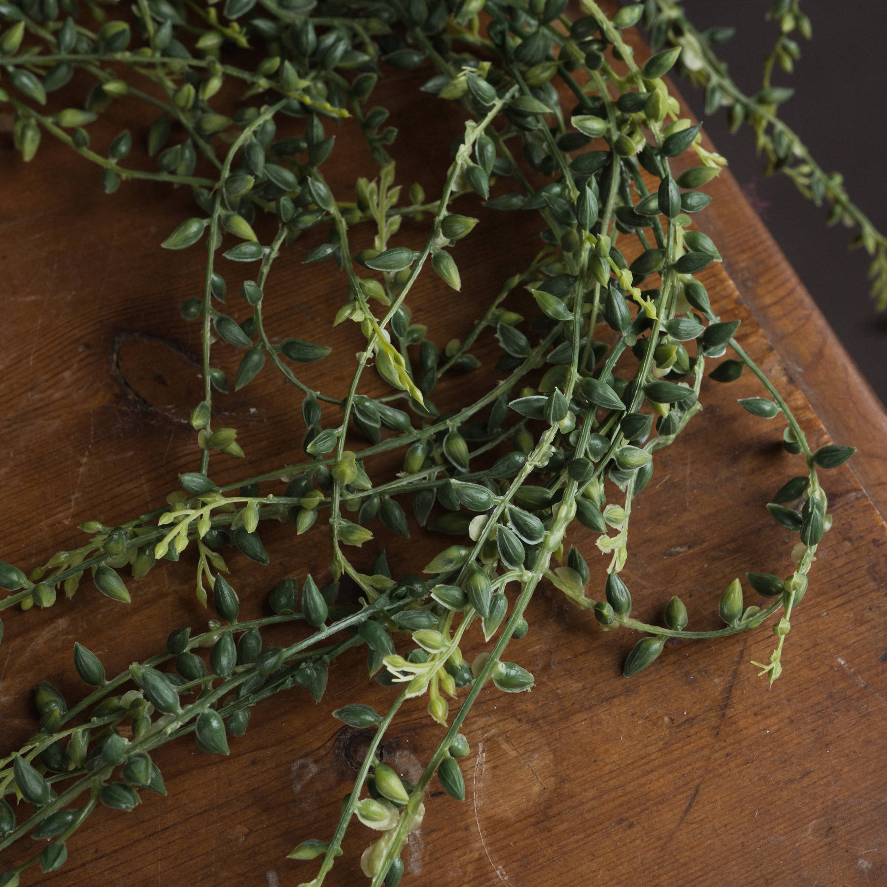 Large Senecio String