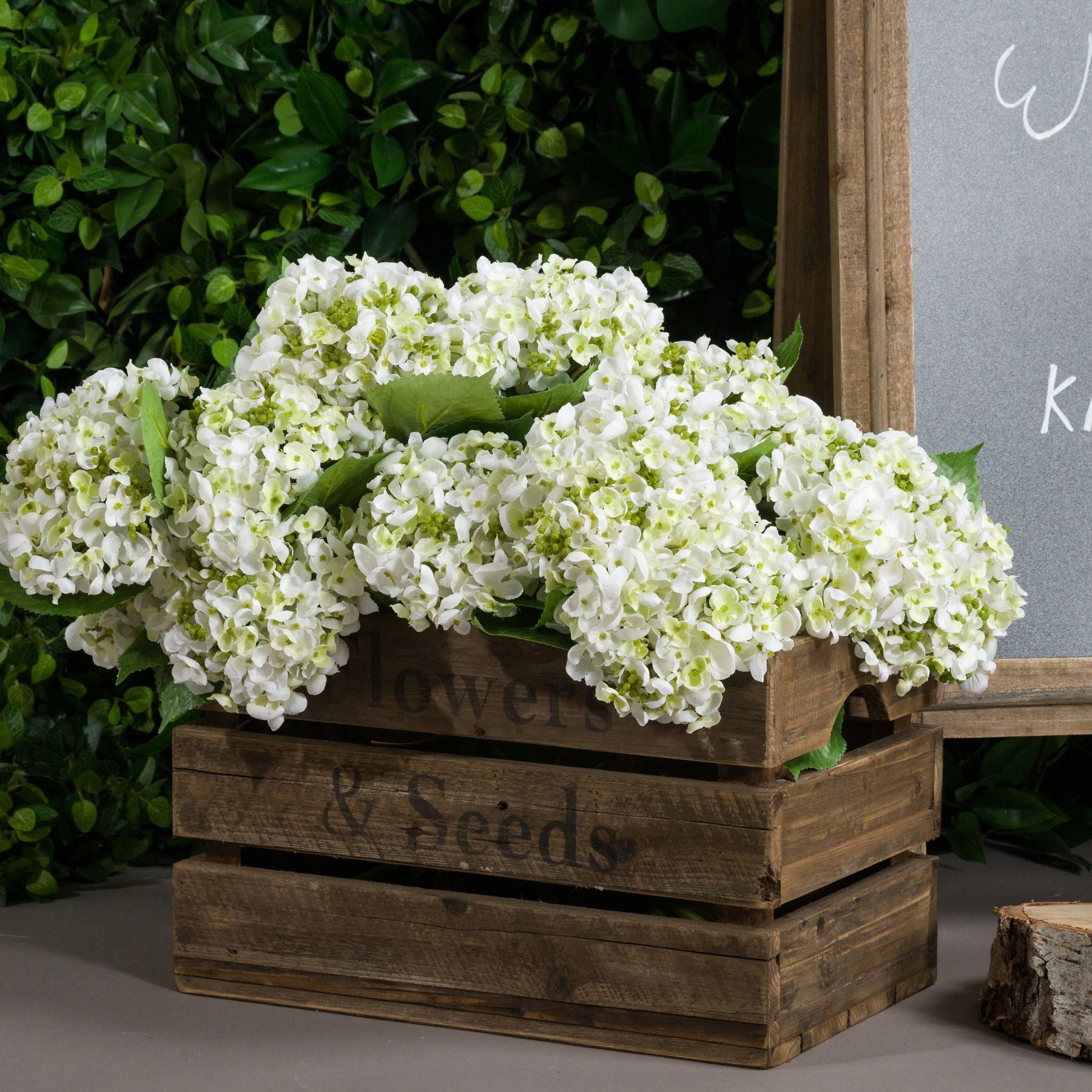 Potted Ivy House Plant