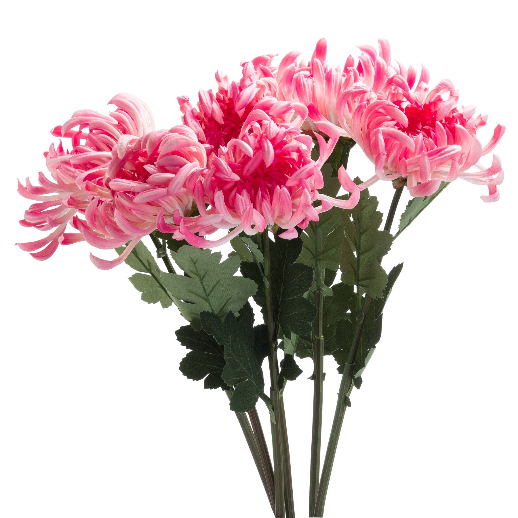 Spider Chrysanthemum