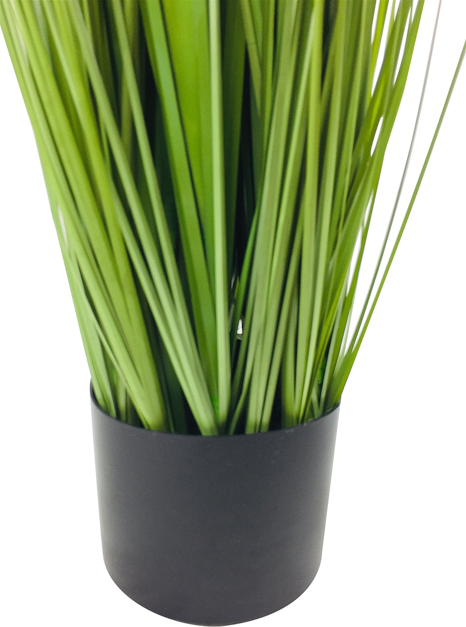 Onion Grass With Pot 113cm