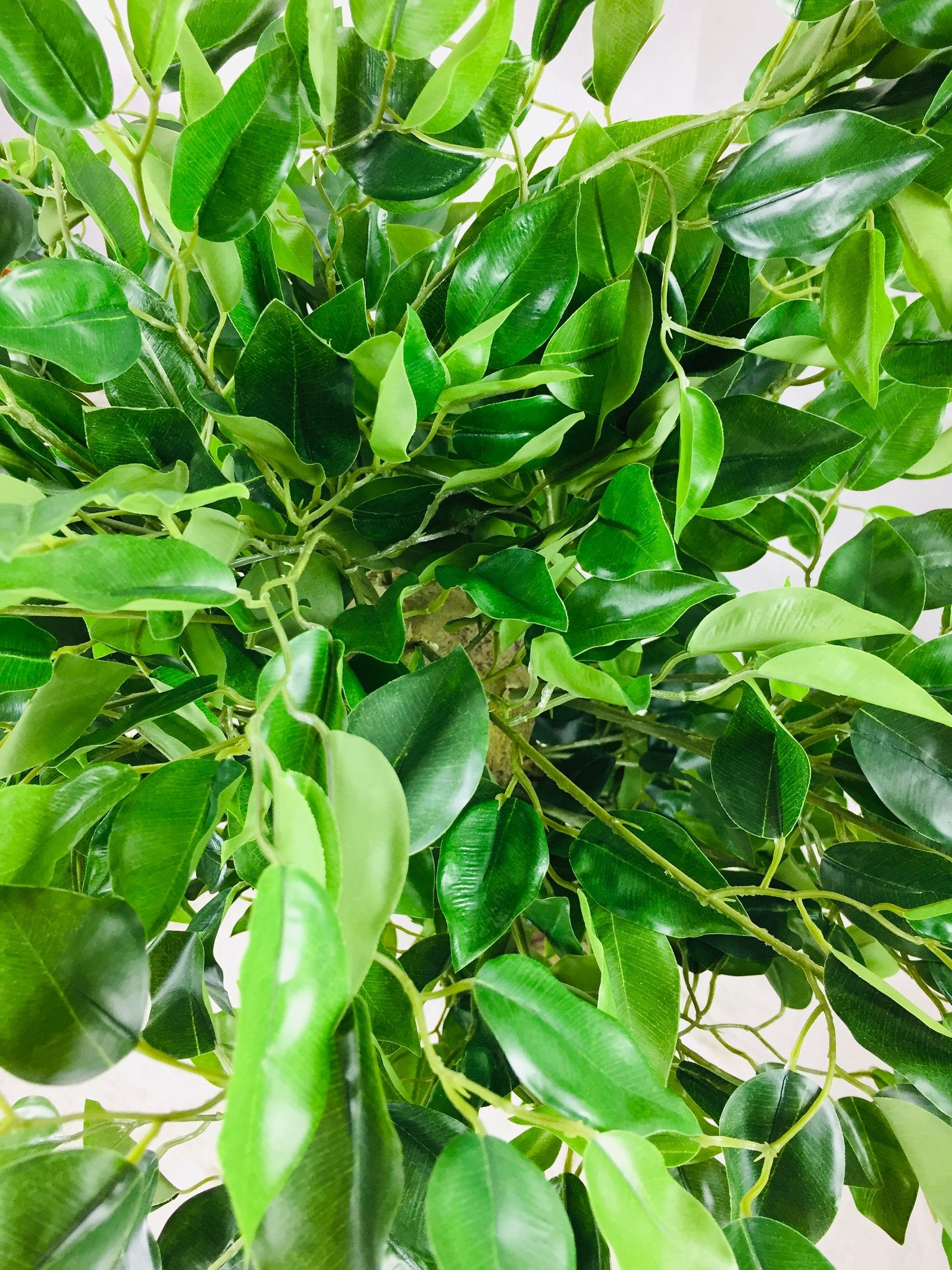 Artificial Ficus Tree With Twisted Trunk 137cm